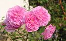 Harlow Carr