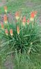 KNIPHOFIA UVARIA