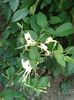 lonicera