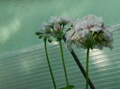 DSCN0727
