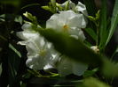 DSCN0874