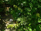 DSCN0878