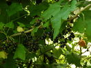 DSCN0883
