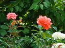DSCN0913