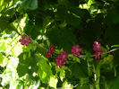 DSCN0915