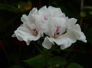 DSCN0934