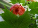 DSCN0937