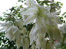 DSCN0960