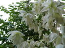 DSCN0961
