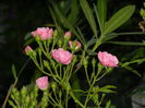 DSCN0965