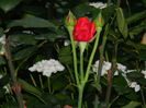 DSCN0966
