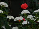 DSCN0967