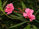DSCN0971