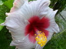 SAM_6231