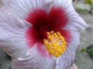 SAM_6247