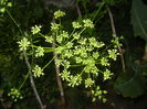 Parsley Flower. Patrunjel (2015, June 12)