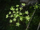 Parsley Flower. Patrunjel (2015, June 12)