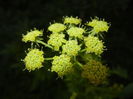 Lovage Flower. Leustean (2015, June 12)