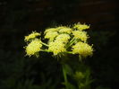 Lovage Flower. Leustean (2015, June 12)