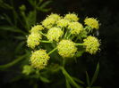 Lovage Flower. Leustean (2015, June 12)