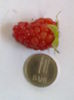 tayberry