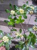 pittosporum tobira