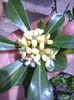 pittosporum floare