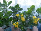 kalanchoe 02