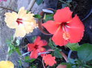 SAM_6292