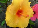 SAM_6316