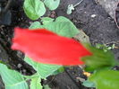 SAM_6333
