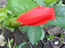 SAM_6334