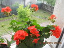DSCN4418