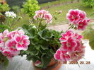 DSCN4419