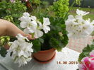 DSCN4420