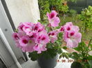 DSCN4422