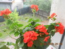 DSCN4424