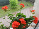 DSCN4426