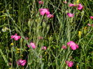 DSCN9954