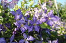 clematis Tie Dye