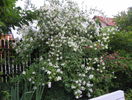 philadelphus inodorus