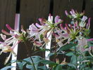 clematis Serotina