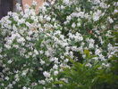 philadelphus inodorus