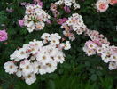 Rosy Cushion