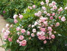 Sommerwind