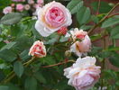 A shropshire Lad