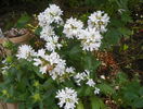 campanula glomerata alba