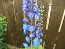 delphinium