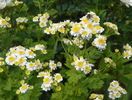 tanacetum parthenium