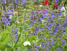 salvia pratensis